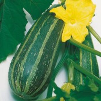 Marrow 'Long Green Bush 2' - Seeds