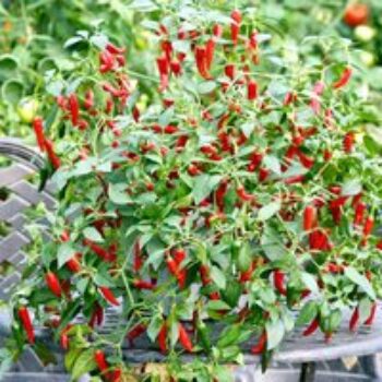 Chilli Pepper 'Cayennetta' F1 - Seeds