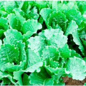 Lettuce 'Crisp Mint Romaine' - Seeds