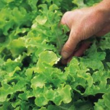 Lettuce 'Salad Bowl' - Seeds