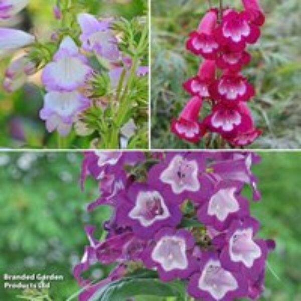 Penstemon 'Pensham Trio'