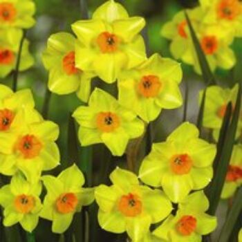 Narcissus Martinette