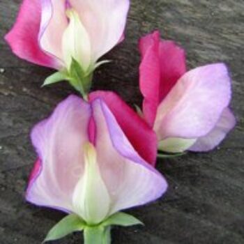 Sweet Pea 'Fire & Ice' - Seeds