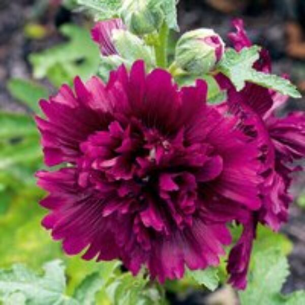 Hollyhock 'Queeny Purple' - Seeds