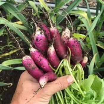 Radish 'Felicia' - Seeds