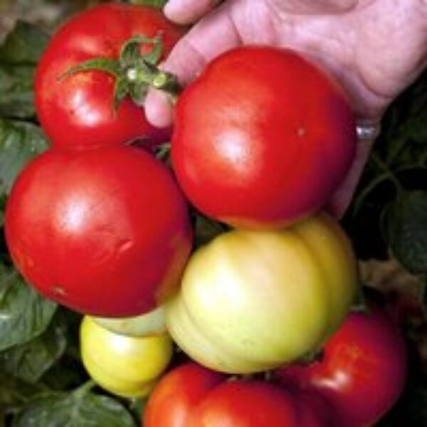 Tomato 'Big League' (Determinate) F1 - Seeds