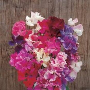 Sweet Pea 'Horizon Mixed' - Seeds