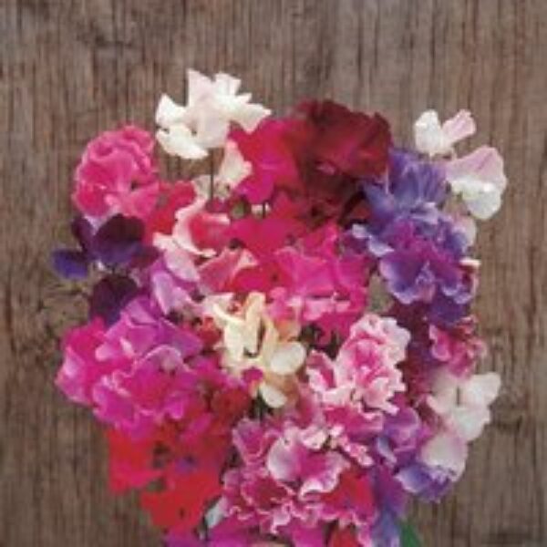 Sweet Pea 'Horizon Mixed' - Seeds