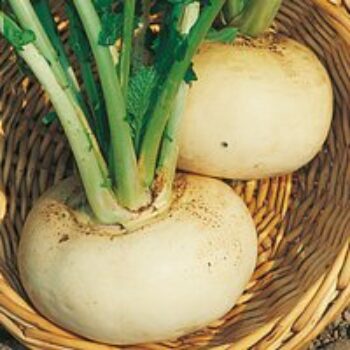 Turnip 'Model White' - Seeds