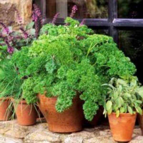 Parsley 'Moss Curled 2' - Seeds