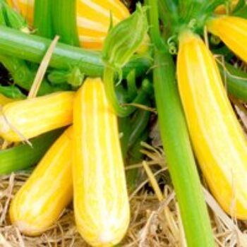 Courgette 'Goldmine' F1 - Seeds