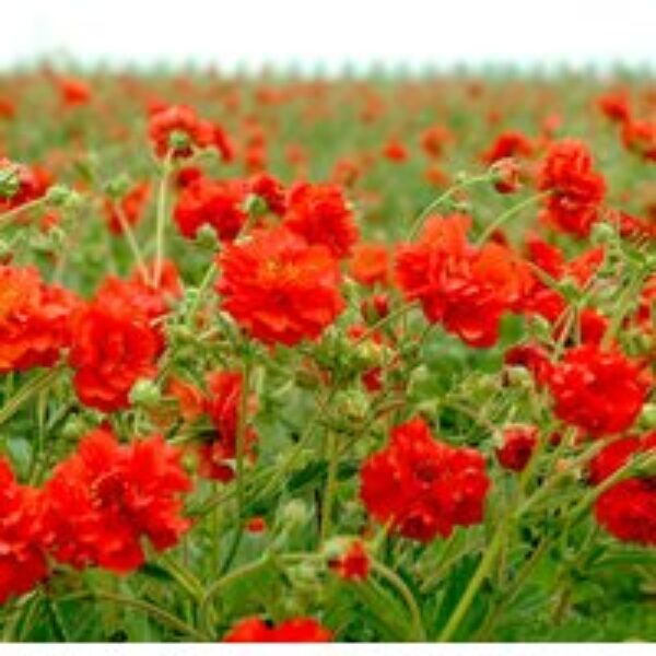 Geum 'Red Dragon' - Seeds