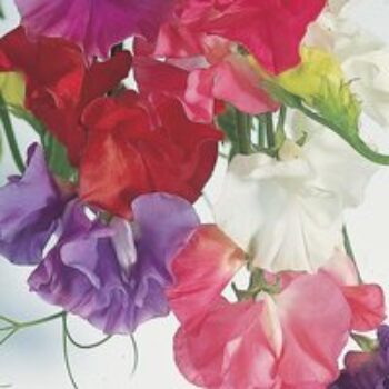 Sweet Pea 'Dobies Giant Waved Mixed' - Seeds