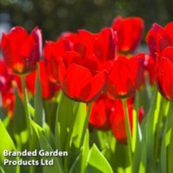 Tulip 'Red Impression'