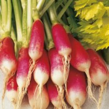 Radish 'French Breakfast 3' - Seeds