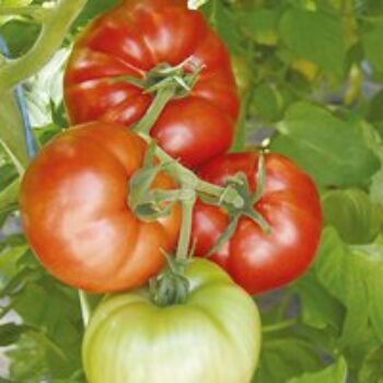 Tomato 'Country Taste' (Indeterminate) F1 - Seeds