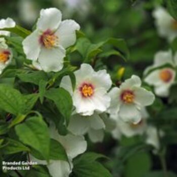 Philadelphus 'Belle Etoile'