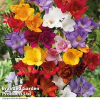 Freesia Mixed