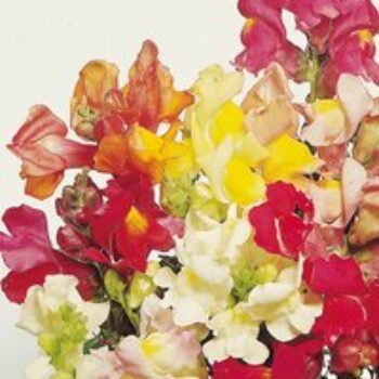 Antirrhinum 'Tom Thumb Mixed' - Seeds