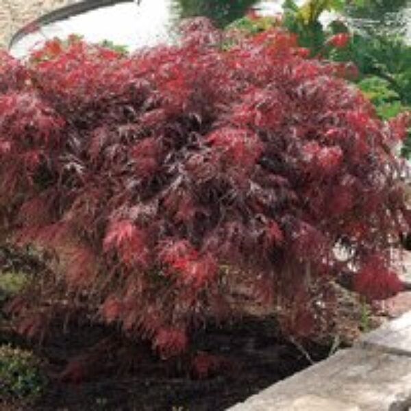 Acer palmatum 'Garnet'