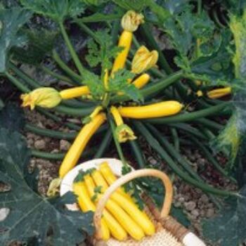 Courgette 'Orelia' F1 - Seeds