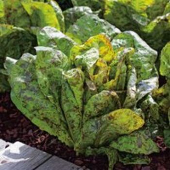 Lettuce 'Speckled Trout' - Seeds