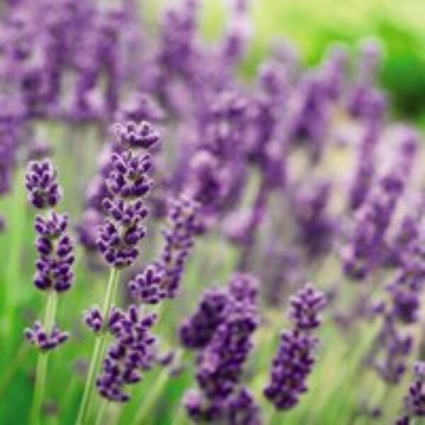 Lavender 'Munstead'