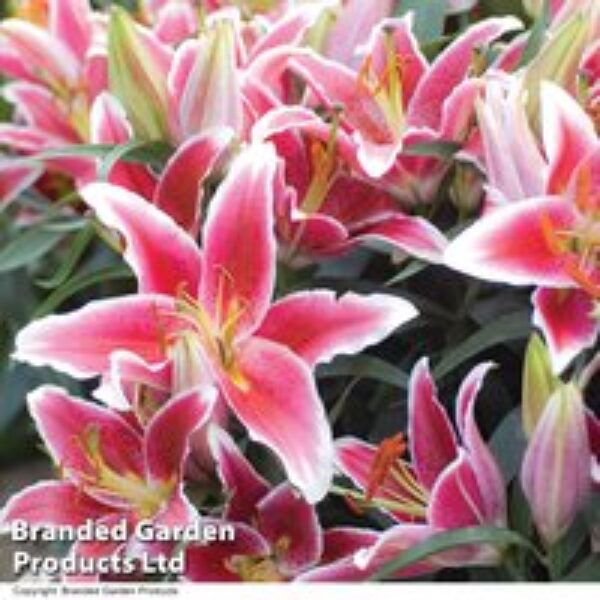 Lily 'Dazzler' (Ground Cover)