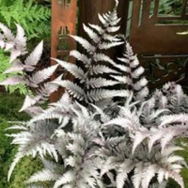 Athyrium niponicum f. metallicum