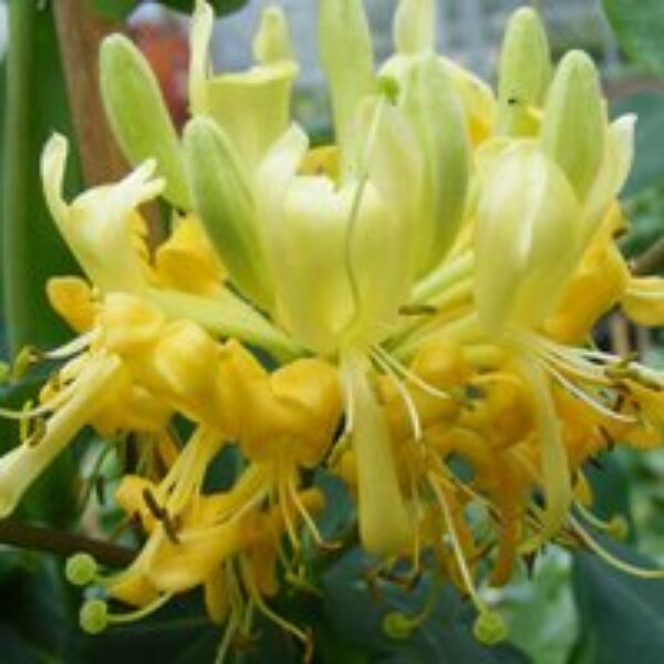 Honeysuckle 'Scentsation'