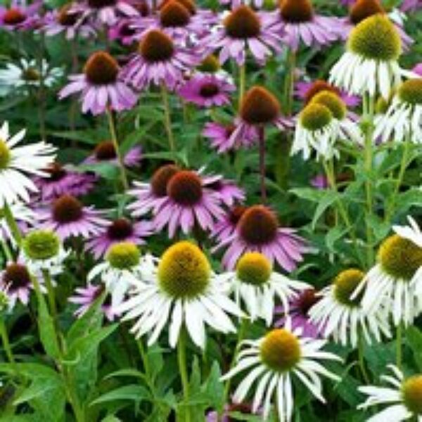 Echinacea 'Mixed Feelings' - Seeds