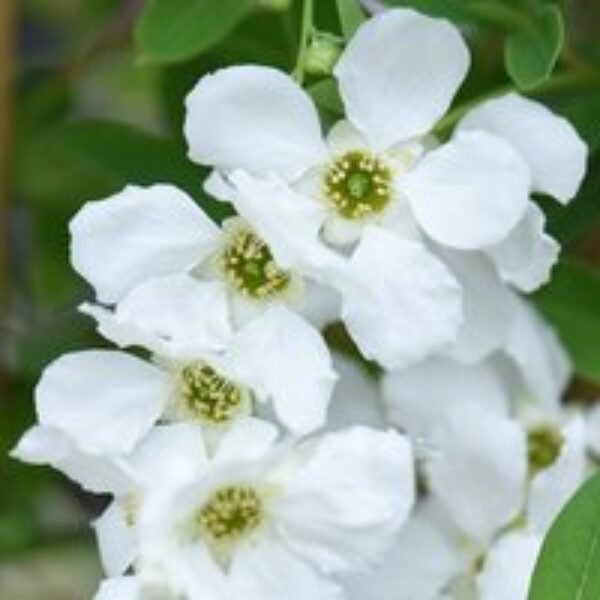 Exochorda x macrantha 'The Bride'