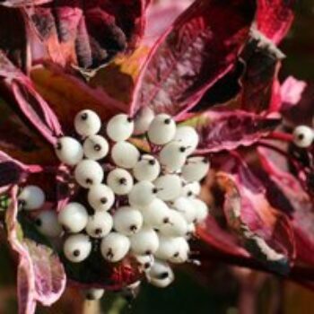 Cornus sericea 'Kelseyi'