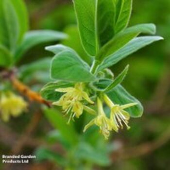 Lonicera kamtschatica 'Eisbar'