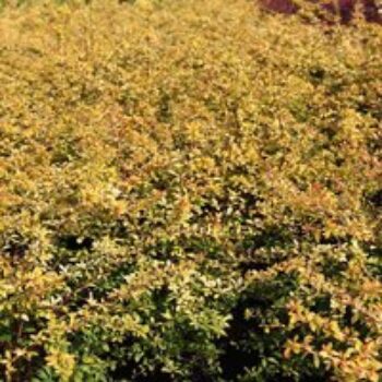 Berberis thunbergii 'Golden Dream'