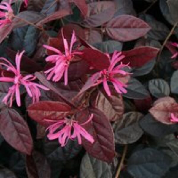 Loropetalum chinense var. rubrum 'Fire Dance'