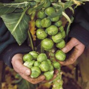 Brussels Sprout 'Brigitte' F1 - Seeds