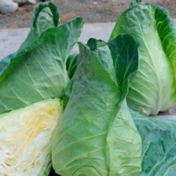 Cabbage 'Greyhound' - Seeds