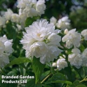 Philadelphus 'Manteau d'Hermine'