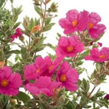 Cistus x pulverulentus 'Sunset'