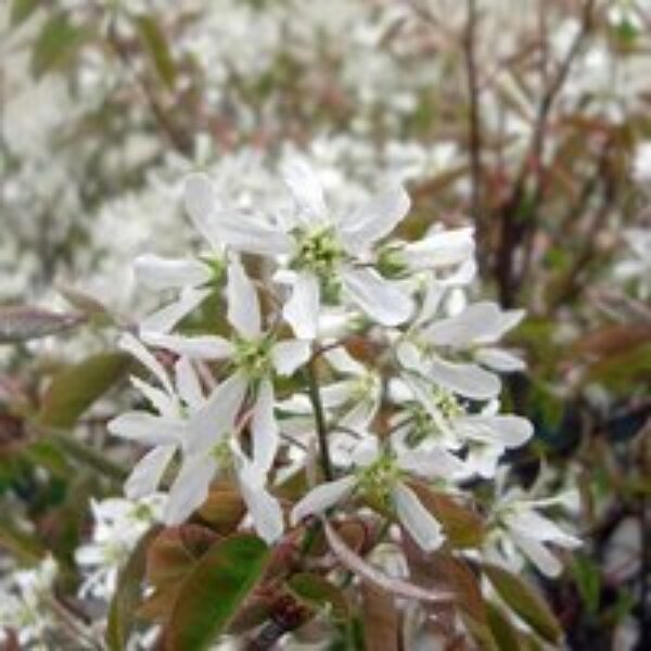 Amelanchier lamarckii