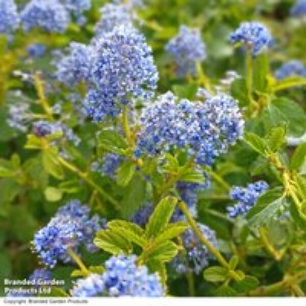 Ceanothus thyrsiflorus var. repens