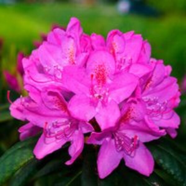 Rhododendron 'Amoena'