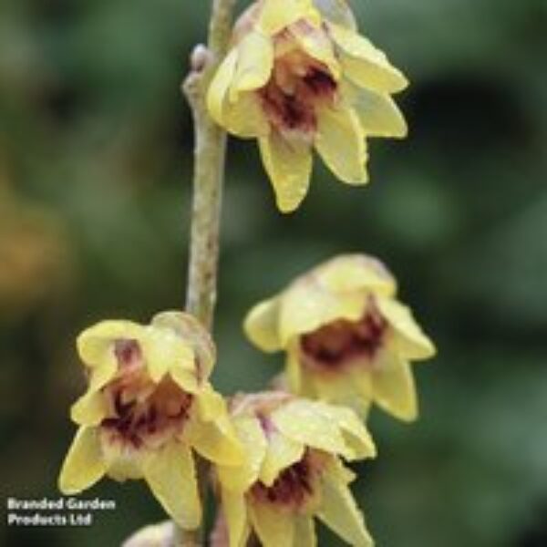 Chimonanthus Praecox