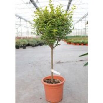 Ligustrum ovalifolium 'Aureum'