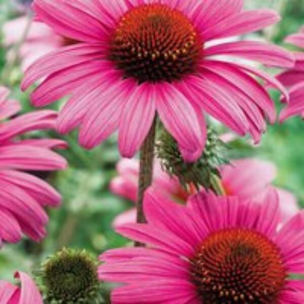 Echinacea purpurea 'Rubinstern'