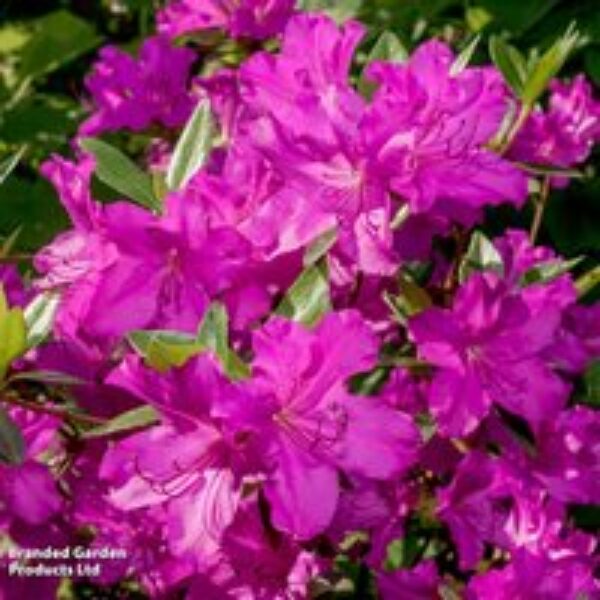 Rhododendron 'Blue Danube'