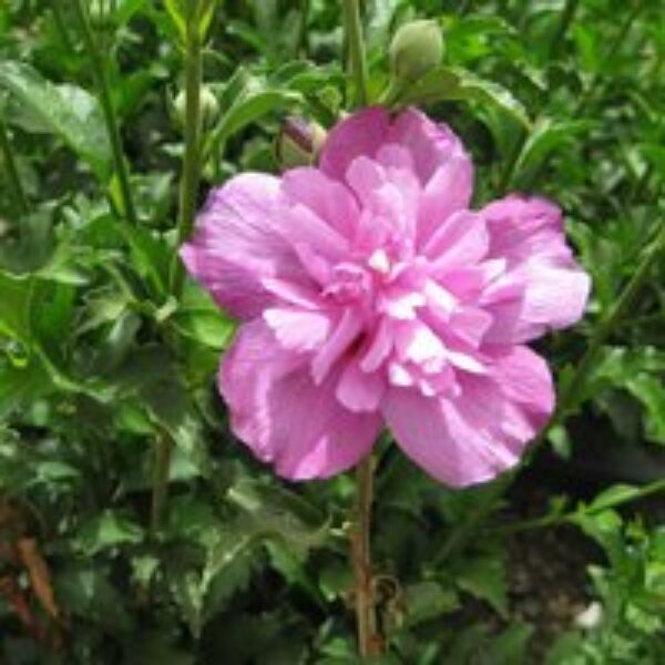 Hibiscus syriacus 'Purple Ruffles'