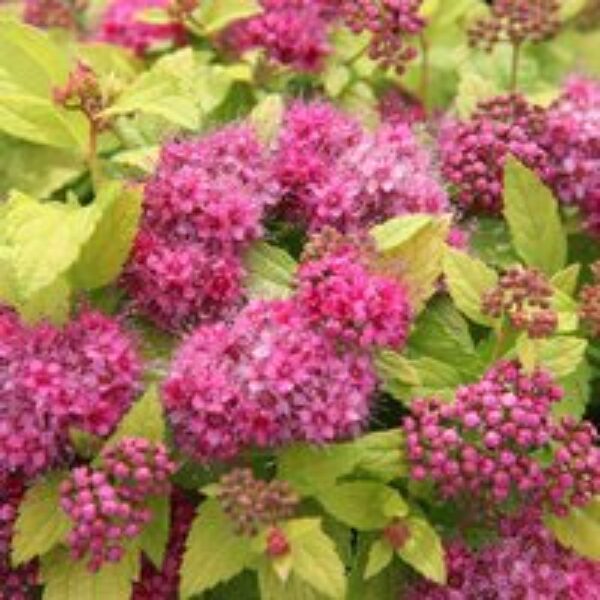 Spiraea japonica 'Double Play Gold'