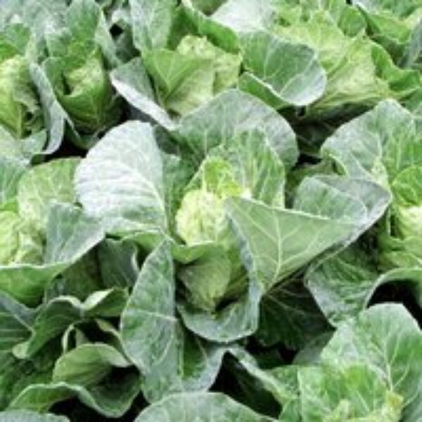 Cabbage 'Winter Jewel'